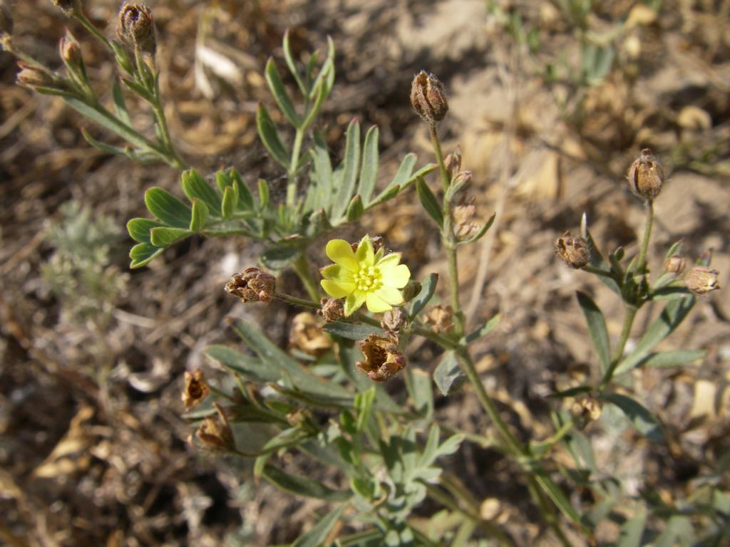 Изображение особи Potentilla bifurca.