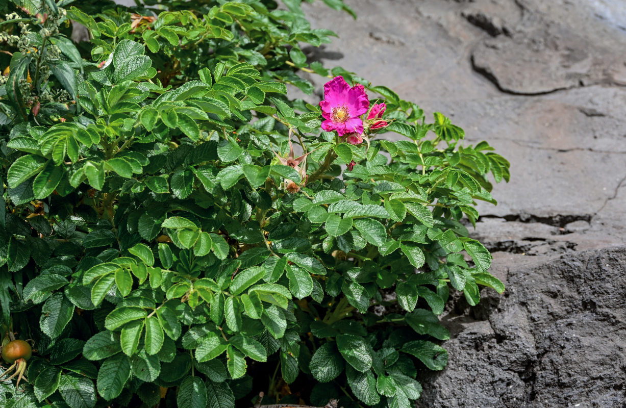 Image of Rosa rugosa specimen.