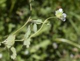 Potentilla sterilis. Верхушка побега с цветком. Испания, автономное сообщество Каталония, провинция Жирона, комарка Ла Гарроча, муниципалитет Сан-Фелиу-де-Пальеролс, 1050 м н.у.м., опушка буково-берёзового леса, разнотравное сообщество на уступе скалы. 19.04.2024.