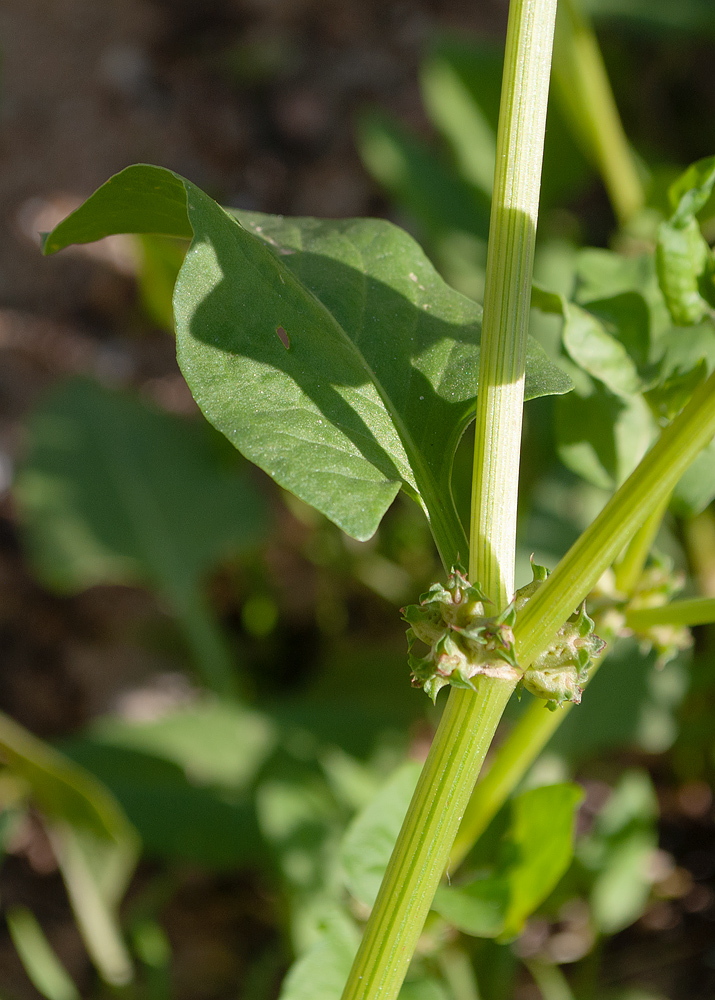 Изображение особи Rumex spinosus.