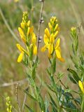 Genista tinctoria. Верхушки цветущих побегов. Ульяновская обл., Мелекесский р-н, окр. с. Приморское, луг с участками засоления. 25.06.2023.