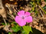 Dianthus caucaseus. Цветок. Краснодарский край, г/о Сочи, Адлерский р-н, ущ. Ахцу, дорога вдоль отвесной скалы. 12.11.2021.