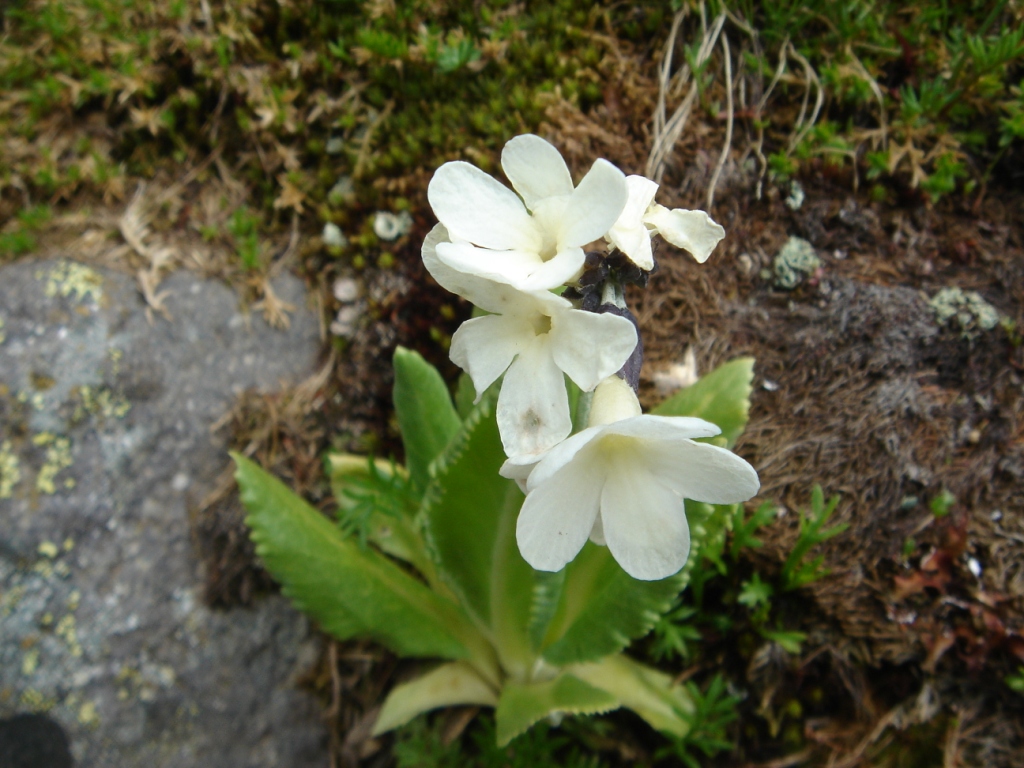 Image of Primula bayernii specimen.