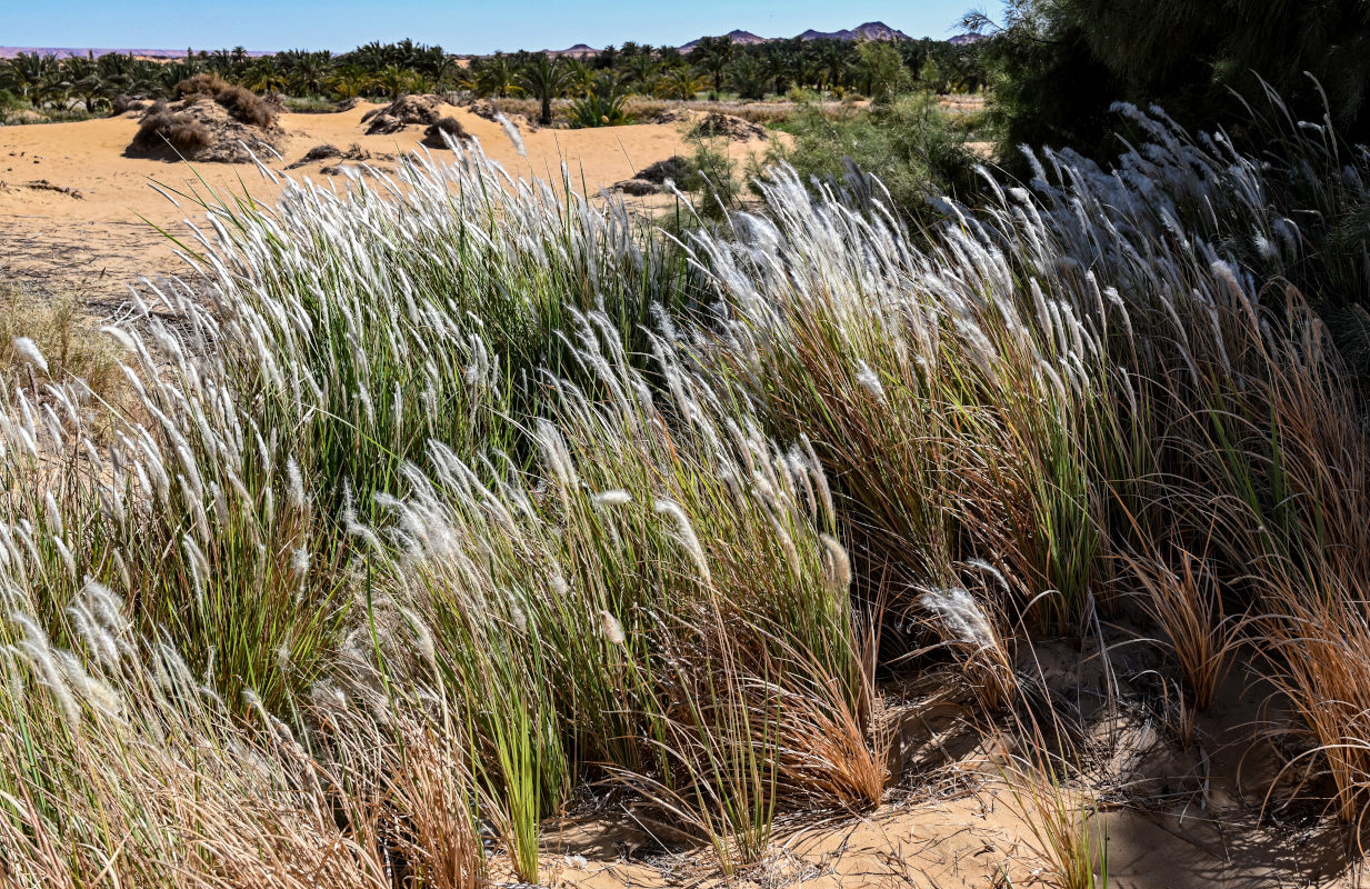 Image of Imperata cylindrica specimen.