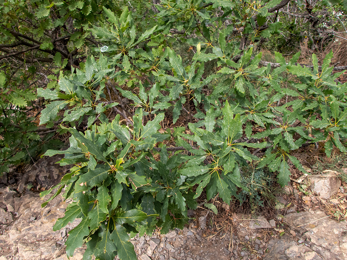Image of Quercus pubescens specimen.