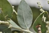 Acacia podalyriifolia