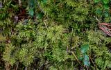 Hylocomium splendens. Вегетирующие растения в сообществе с Vaccinium vitis-idaea. Вологодская обл., Сокольский р-н, Оларевская гряда, смешанный лес. 13.07.2024.