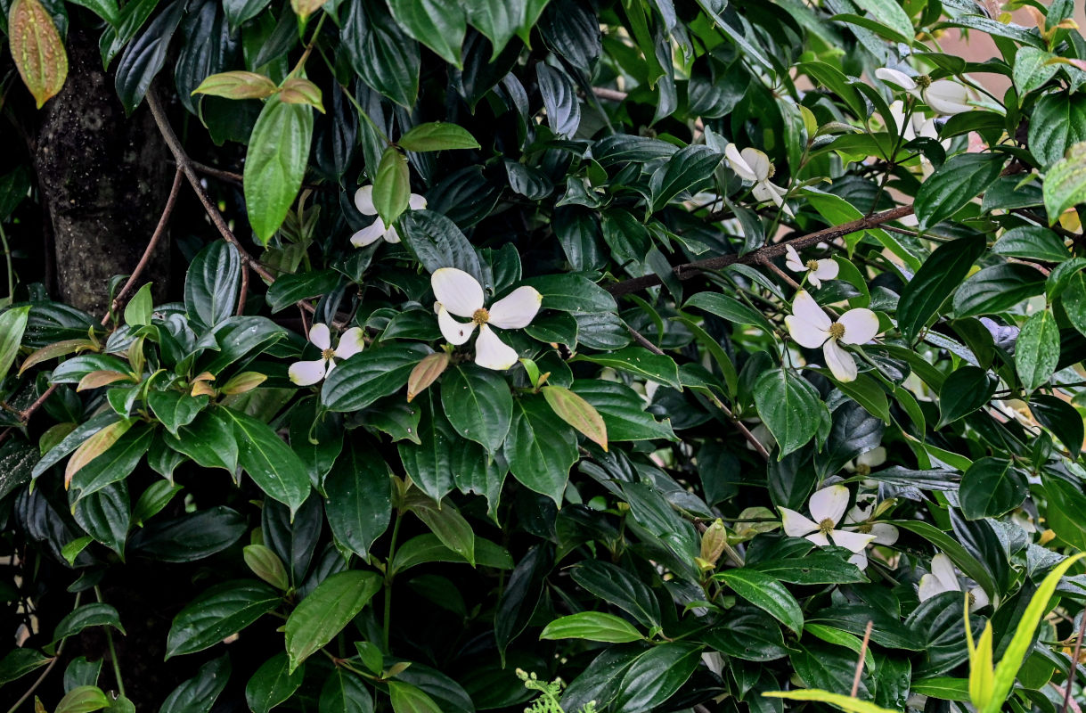 Изображение особи Cynoxylon capitatum.