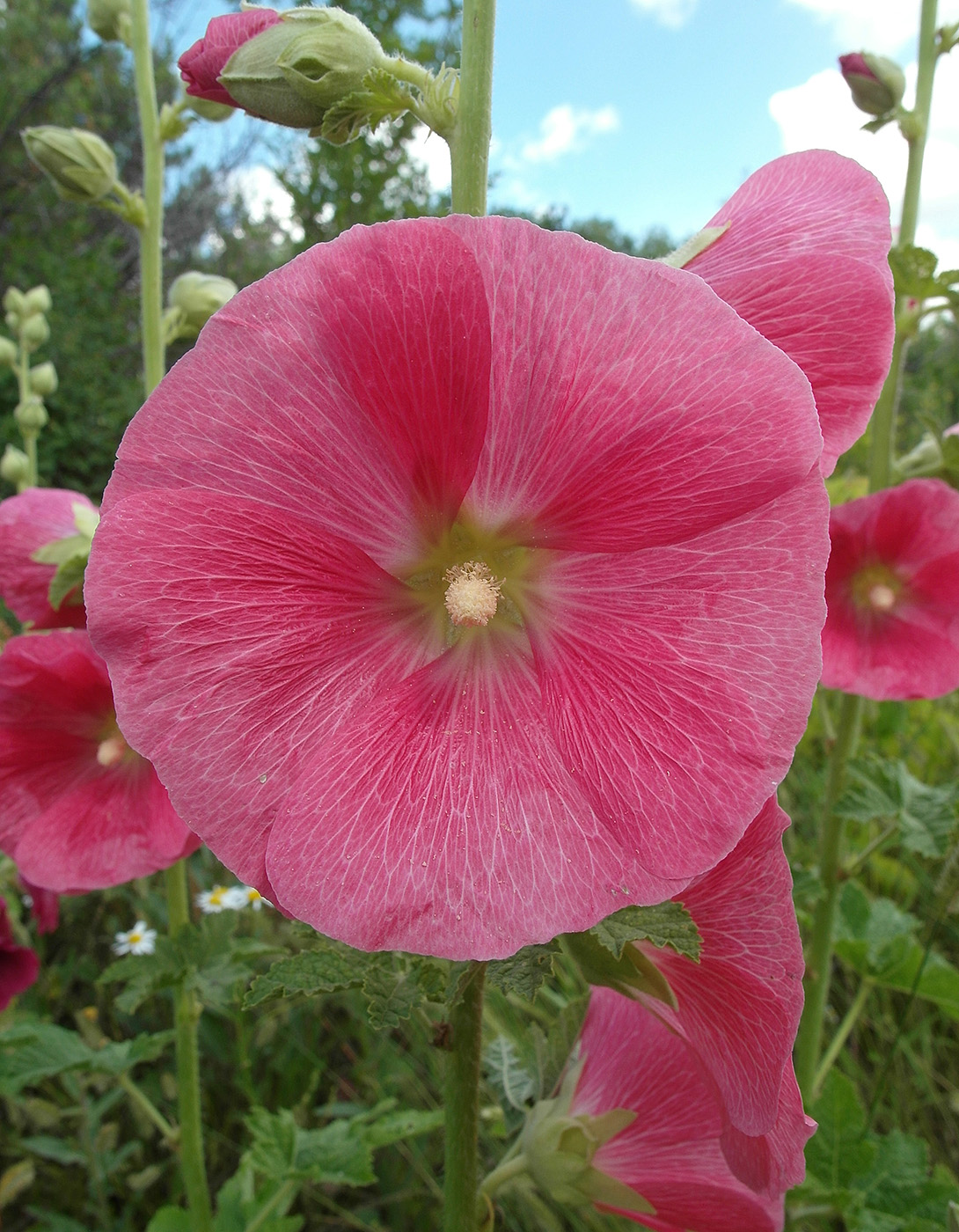 Image of Alcea rosea specimen.