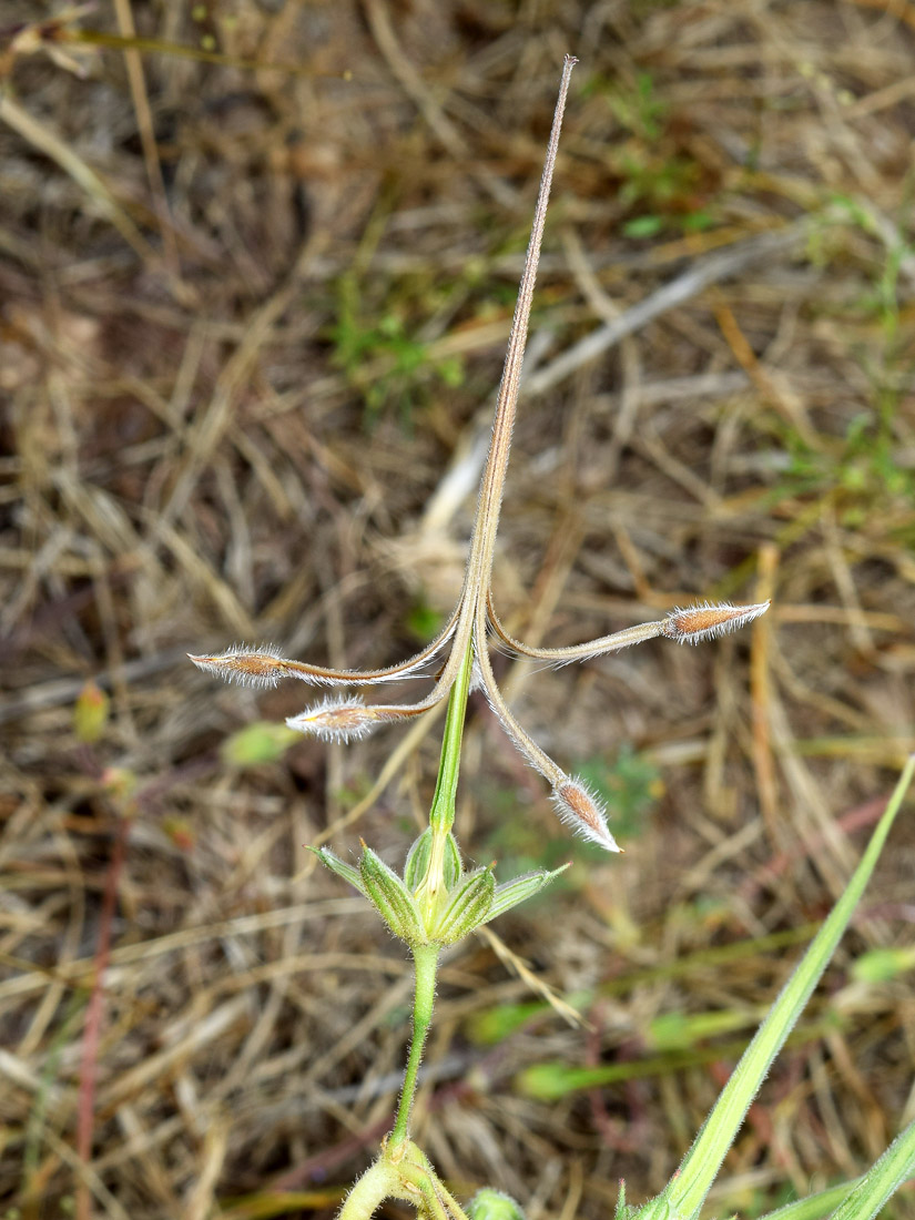 Изображение особи Erodium ciconium.