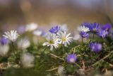 Anemone banketovii