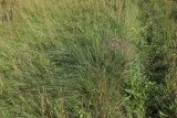 Helictotrichon pratense. Плодоносящие растения рядом с муравейником. Псковская обл., Печорский р-н, окр. дер. Вастцы, суходольный злаково-разнотравный луг на известняке. 18.08.2024.