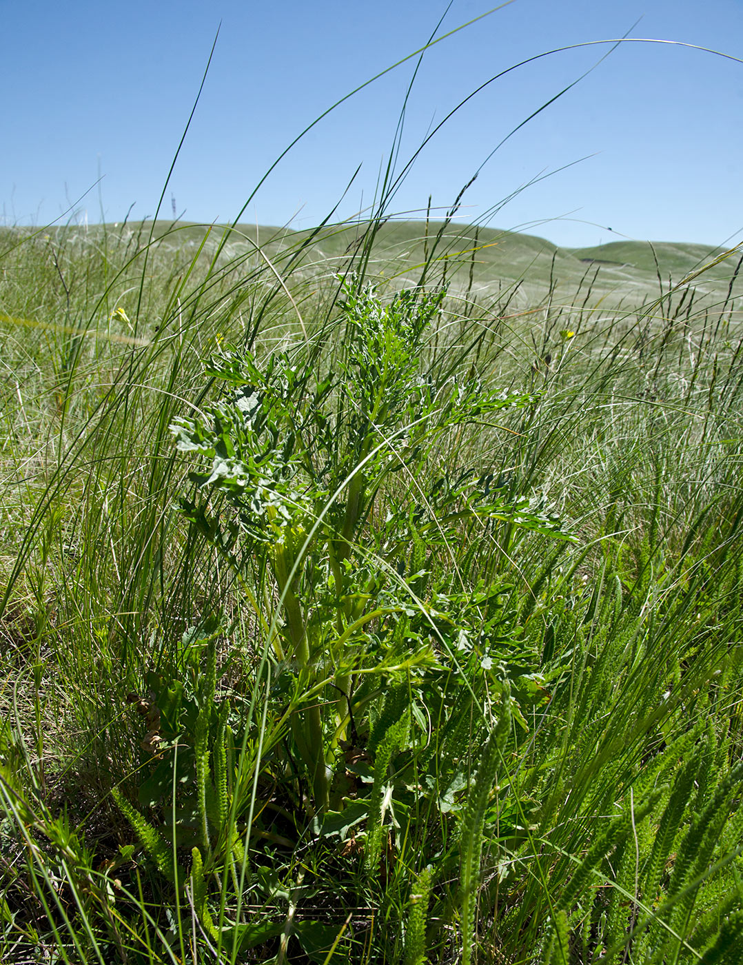 Image of Senecio erucifolius specimen.