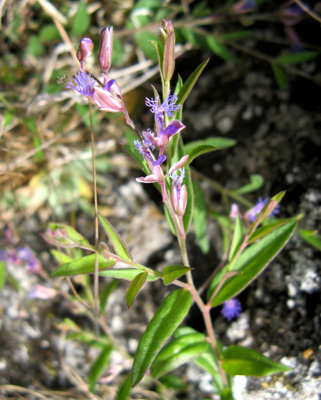 Image of Polygala sibirica specimen.