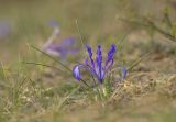 Iris tenuifolia. Цветущее растение. Забайкальский край, Ононский р-н, с. Ниж. Цасчей, степь. 19.05.2025.