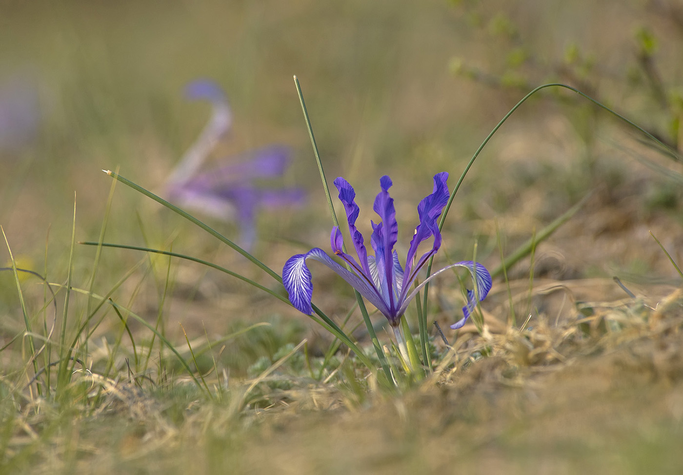 Изображение особи Iris tenuifolia.