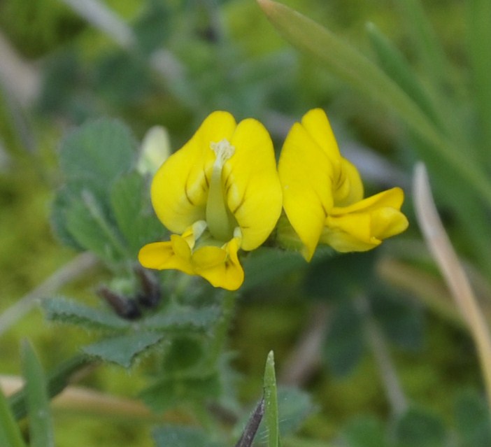 Image of genus Medicago specimen.