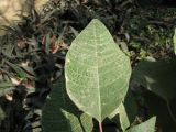 Euphorbia pulcherrima. Лист. Лаос, 10 км от г. Луанг-Прабанг, джунгли. Январь 2025 г.