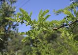 Vachellia karroo