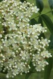 род Sorbus