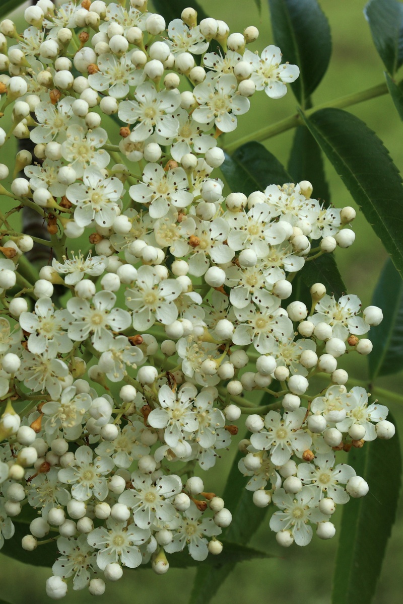 Image of genus Sorbus specimen.