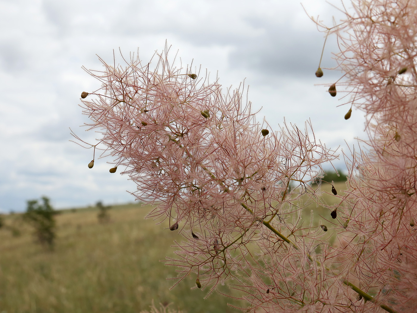 Image of Cotinus coggygria specimen.