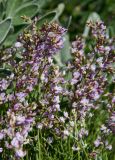 Astragalus tenuifolius. Верхушки побегов с соцветиями. Оренбургская обл., Саракташский р-н, Жёлтинский сельсовет, хр. Карамурунтау, каменистая степь. 29 мая 2024 г.