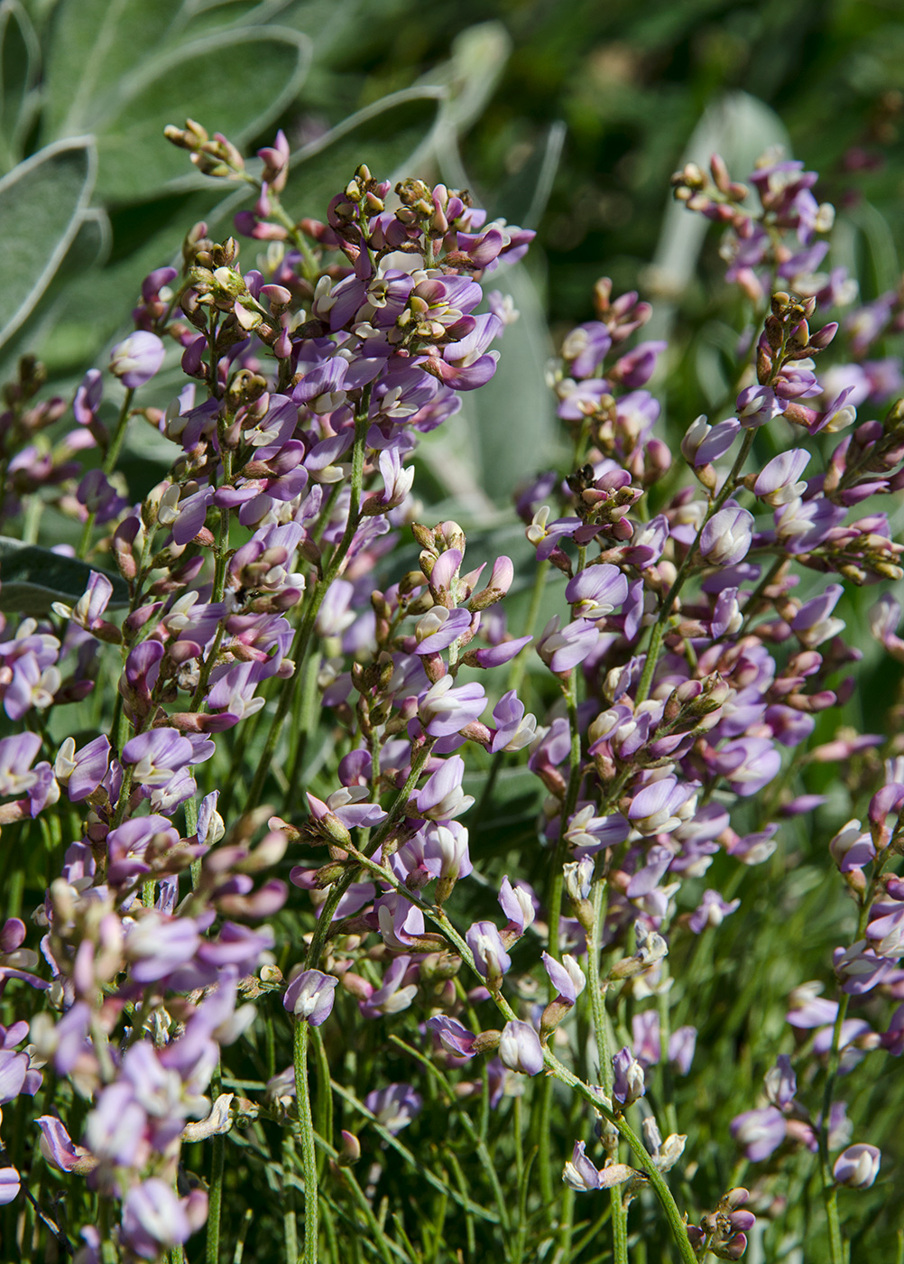 Image of Astragalus tenuifolius specimen.
