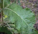 Verbascum lychnitis
