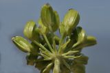 Coelopleurum gmelinii