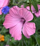 Malva trimestris. Цветок. Калининградская обл., г. Черняховск, клумба. 23.07.2025.