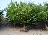 Morus alba. Взрослое дерево. Узбекистан, Ташкентская обл., Бостанлыкский р-н, окр. кишлака Яккатут, берег Чарвакского вдхр., песчаная почва. 23.08.2025.