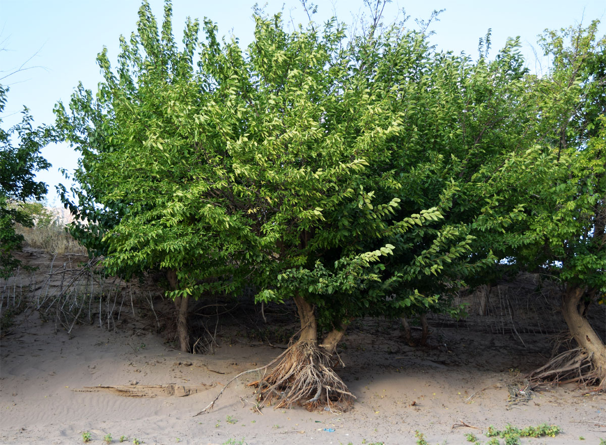 Image of Morus alba specimen.
