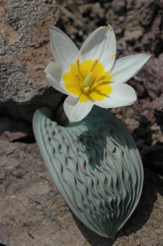 Изображение особи Tulipa regelii.