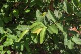 Psidium guajava. Верхушки побегов с бутонами. Израиль, г. Бат-Ям, в культуре. 08.05.2024.