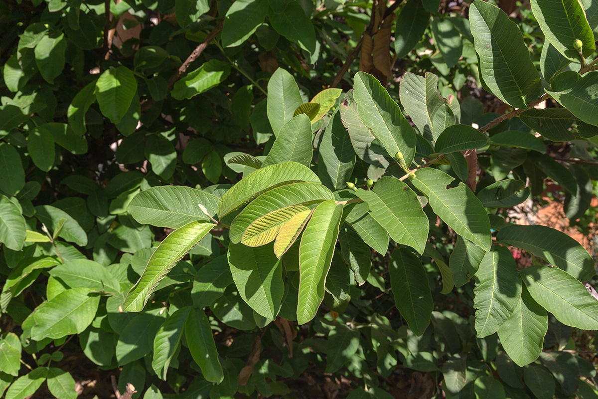 Изображение особи Psidium guajava.