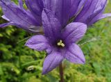 Campanula glomerata