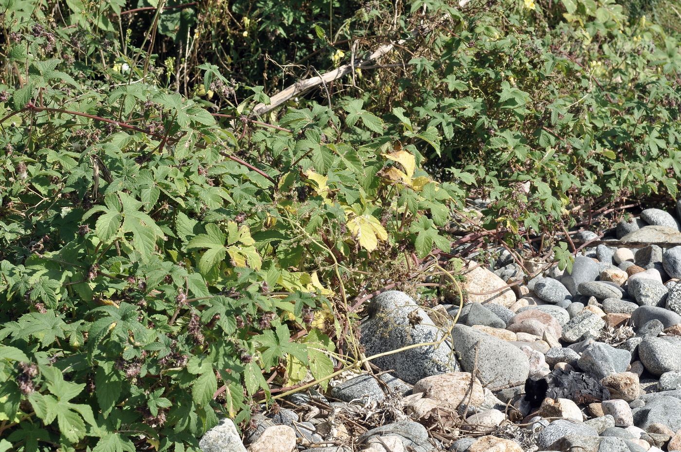 Image of Humulopsis scandens specimen.