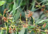 Acacia saligna