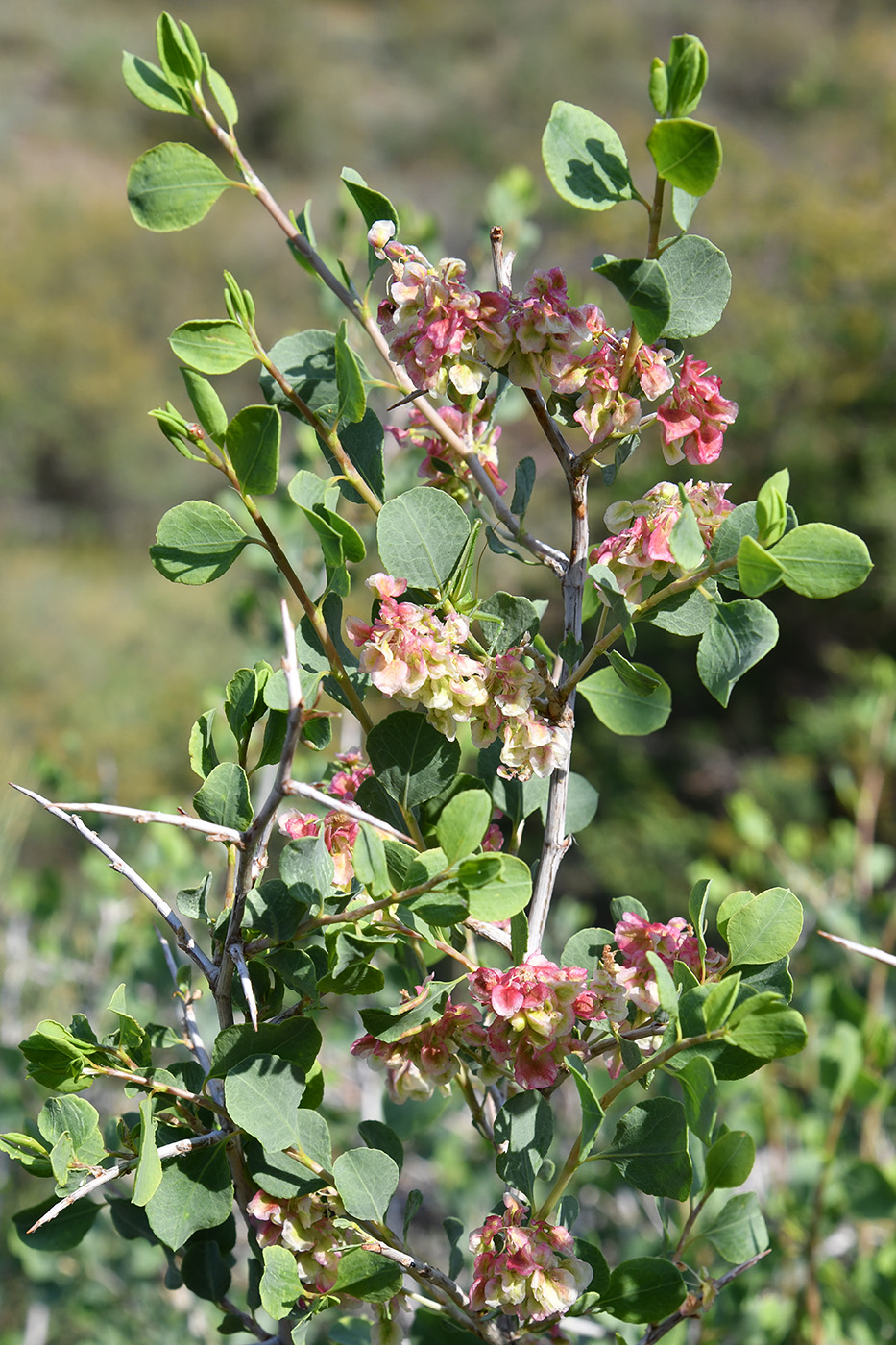 Image of Atraphaxis pyrifolia specimen.