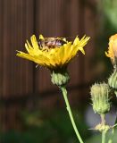 Изображение особи. Автор - Григорий Токарев