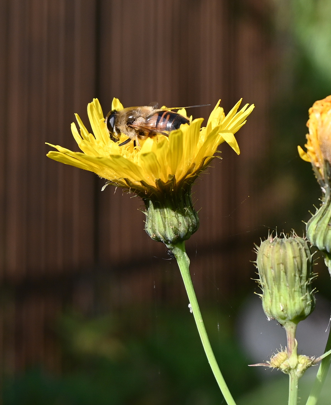 Изображение особи Sonchus arvensis.