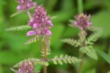 Pedicularis verticillata. Соцветие. Камчатский край, Елизовский р-н, р-н 210-го км Мильковской трассы, ур. Ганальская тундра, ≈ 490 м н.у.м., ольхово-берёзовый перелесок, обочина грунтовой дороги. 28.06.2025.