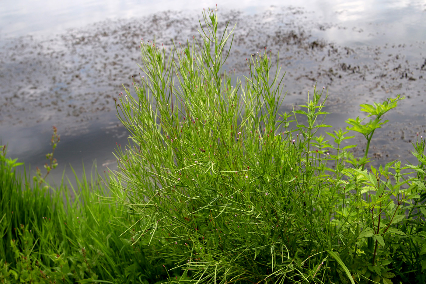 Изображение особи Epilobium adenocaulon.