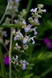 Nepeta nuda