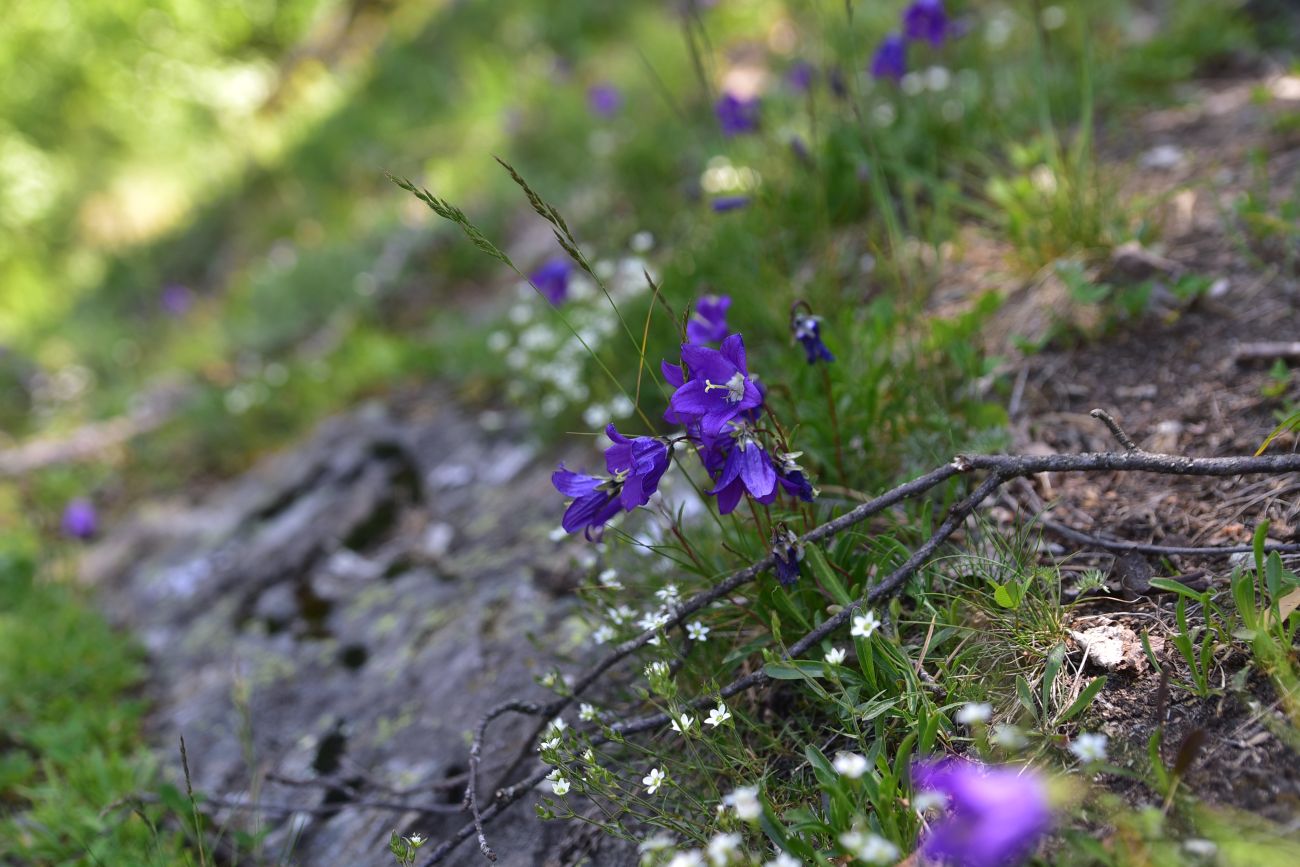 Image of genus Campanula specimen.
