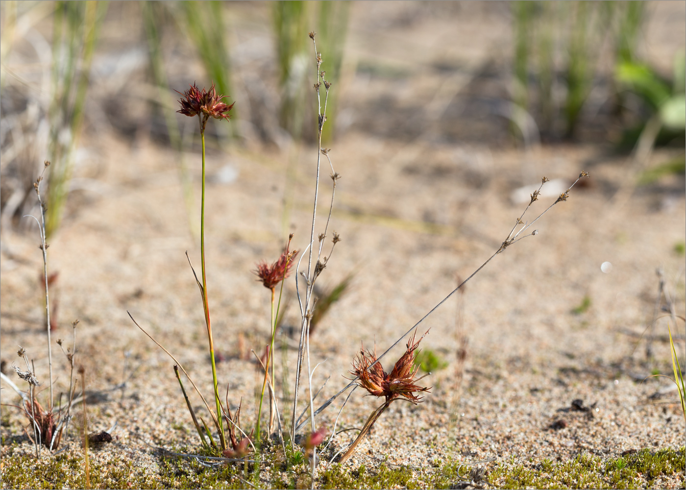 Изображение особи Juncus alpino-articulatus.
