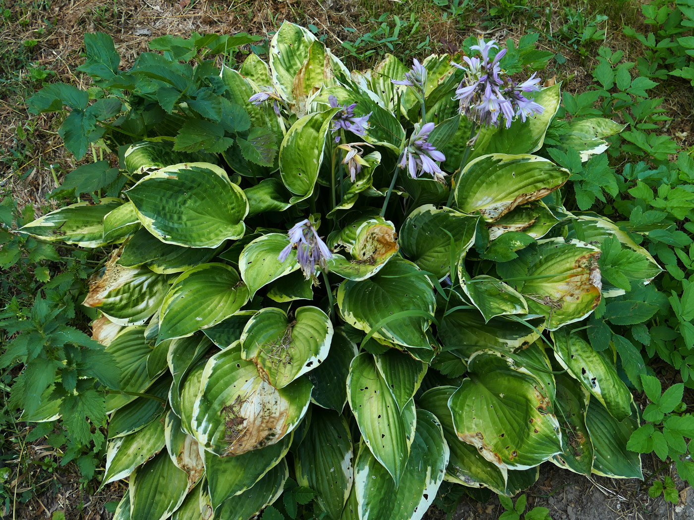 Изображение особи Hosta albomarginata.