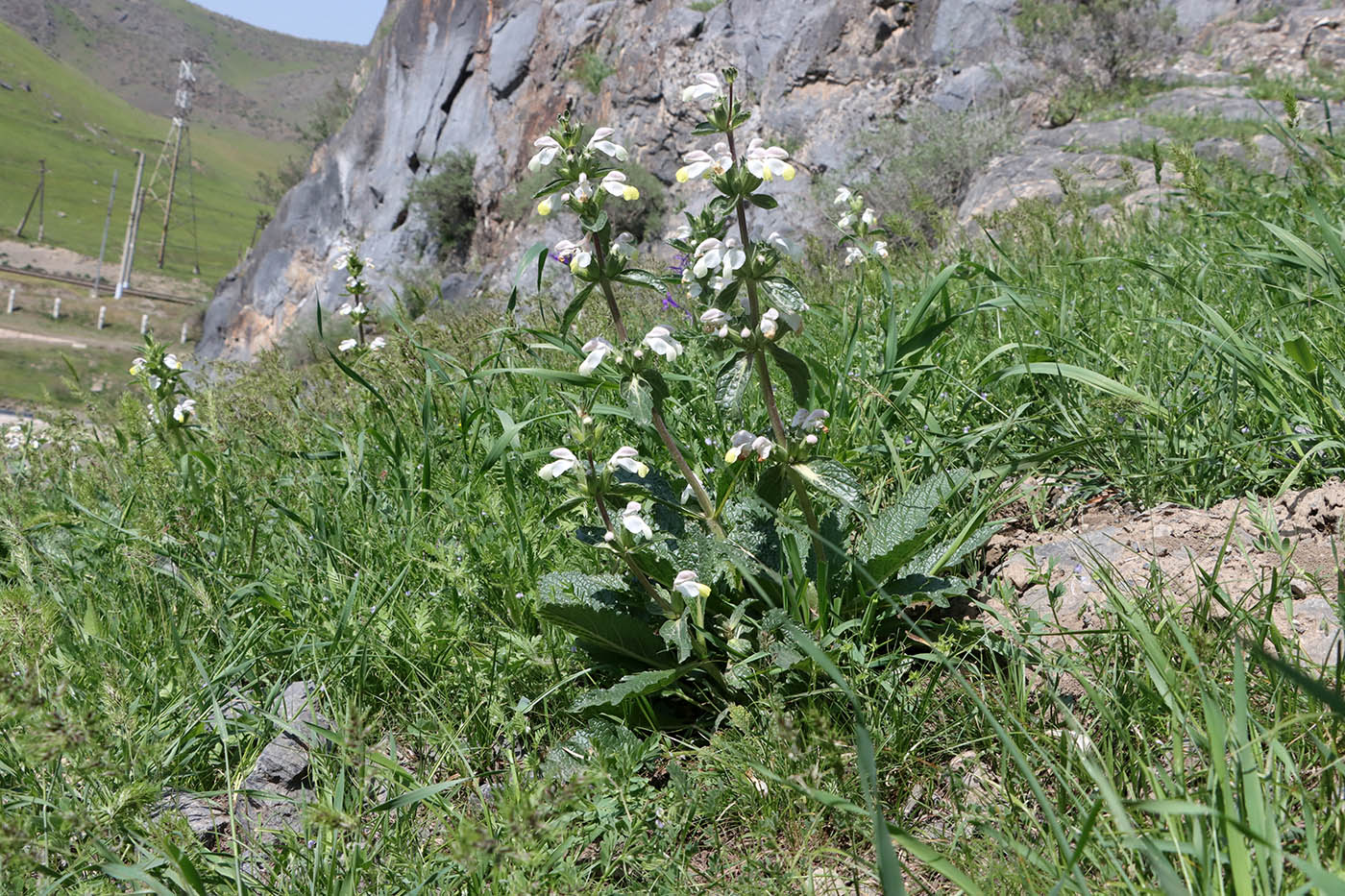 Image of Phlomoides labiosa specimen.