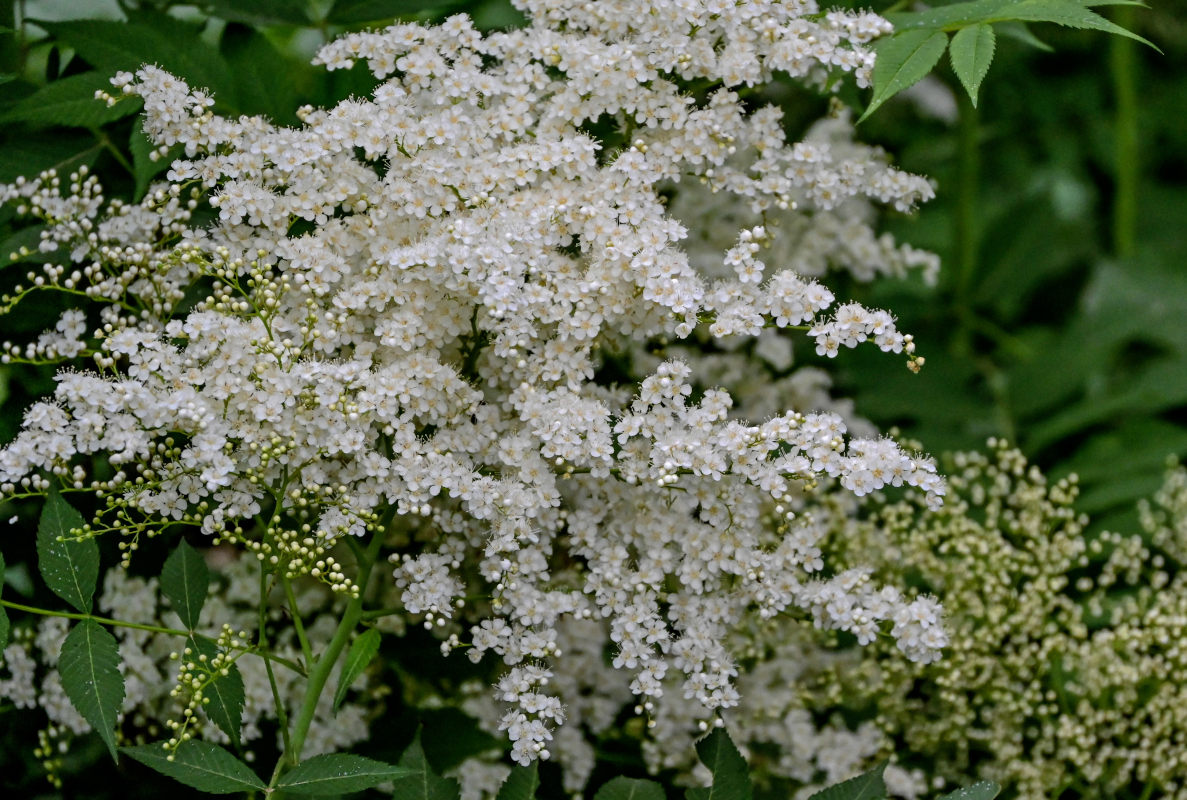 Image of Sorbaria kirilowii specimen.